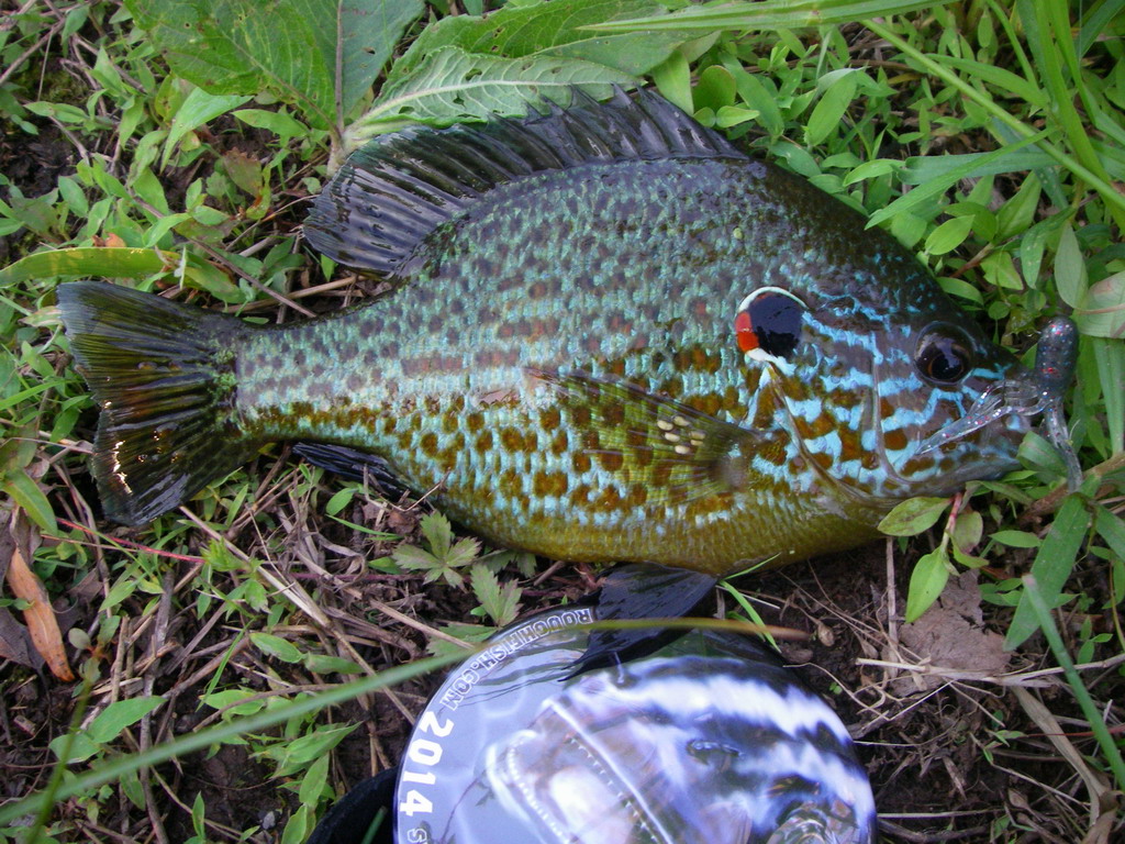 Sunfish, Pumpkinseed